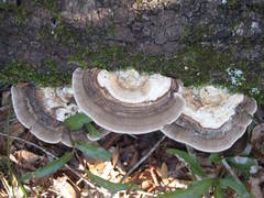 Trametes elegans