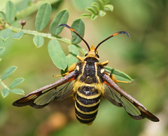 Bembecia ichneumoniformis