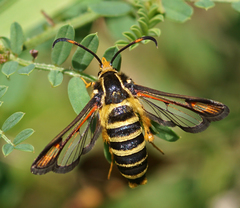 Bembecia ichneumoniformis