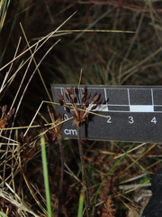 Chaerophyllum daucoides
