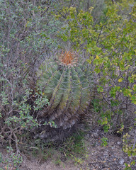 Ferocactus echidne
