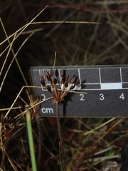 Chaerophyllum daucoides