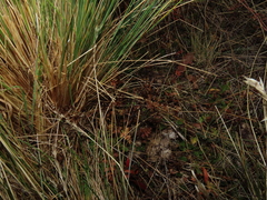 Chaerophyllum daucoides