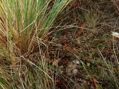 Chaerophyllum daucoides