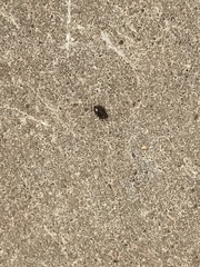 Isthmocoris imperialis