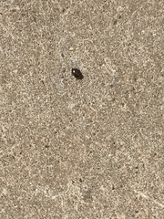 Isthmocoris imperialis