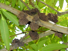 Crematogaster