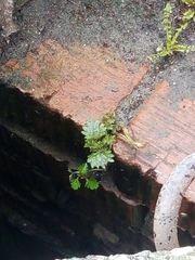 Urtica dioica