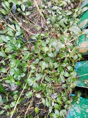 Vinca minor