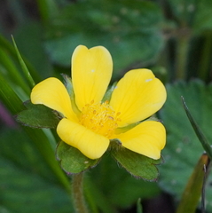 Potentilla matsumurae