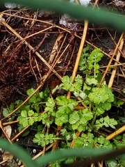 Chelidonium majus
