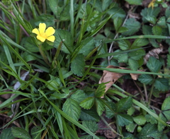 Potentilla matsumurae