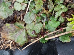 Geum