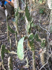Opuntia auberi