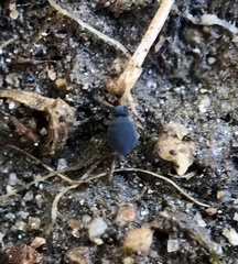 Sminthurinus atrapallidus