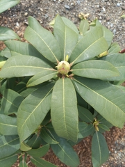 Rhododendron × hybridum
