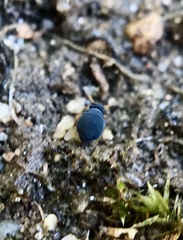 Sminthurinus atrapallidus