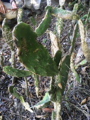 Opuntia auberi
