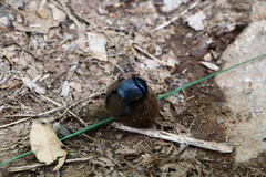 Scarabaeus laticollis