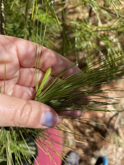 Argyrotaenia tabulana