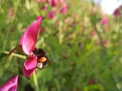 Bombus terrestris canariensis