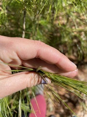 Argyrotaenia tabulana