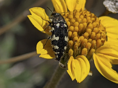 Acmaeodera vernalis