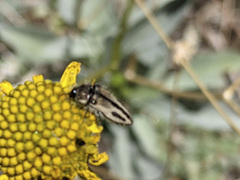 Acmaeodera latiflava