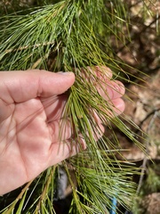 Argyrotaenia tabulana