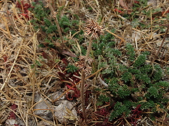 Acaena patagonica
