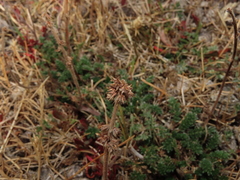 Acaena patagonica