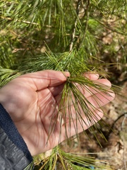 Argyrotaenia tabulana