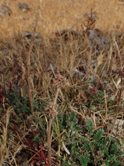 Acaena patagonica