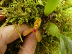 Maxillaria acutifolia