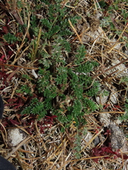 Acaena patagonica