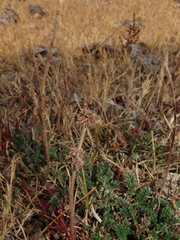 Acaena patagonica