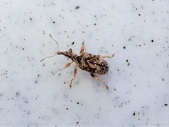 Stephanorhynchus curvipes