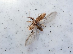 Stephanorhynchus curvipes