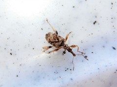 Stephanorhynchus curvipes