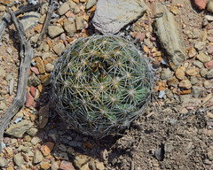 Coryphantha cornifera