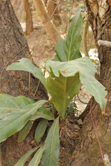 Anthurium halmoorei
