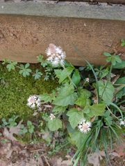 Tiarella nautila