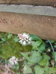 Tiarella nautila