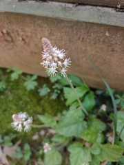 Tiarella nautila