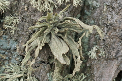 Ramalina fraxinea