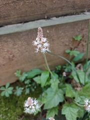 Tiarella nautila