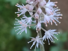Tiarella nautila