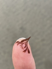 Microcladia borealis