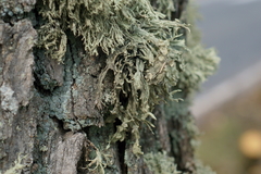 Ramalina fraxinea