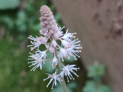Tiarella nautila